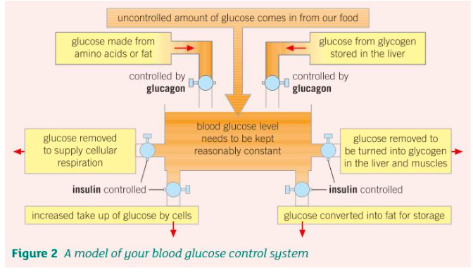 Control of Blood Sugar Levels Pogil Answer Key