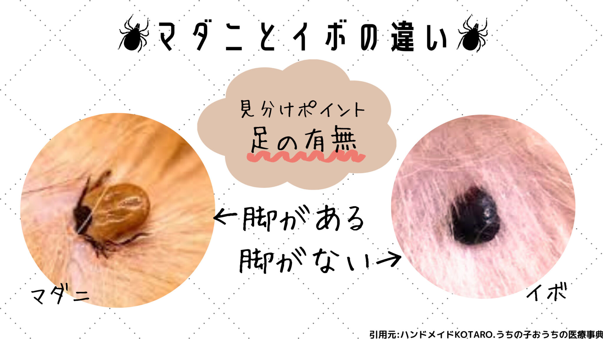 マダニ刺され跡の画像と見分け方｜致死感染症を防ぐ正しい初期対処