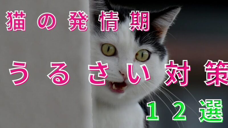 猫の発情期の鳴き声はなぜ響く？夜鳴きの理由と今すぐできる緊急対処法