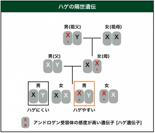親をスキップする顔と体質、最新遺伝学が明かす隔世遺伝の正体