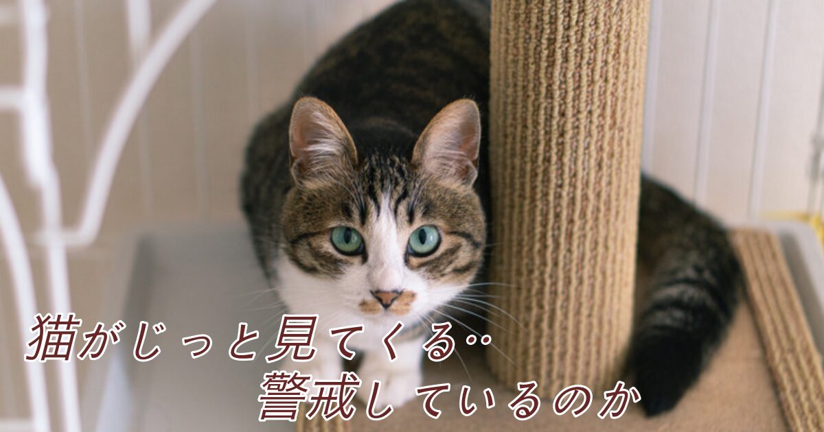 なぜ愛猫はあなたを視線で支配するのか？「じっと見つめる」行動の裏に隠された最新科学と感情のシグナル
