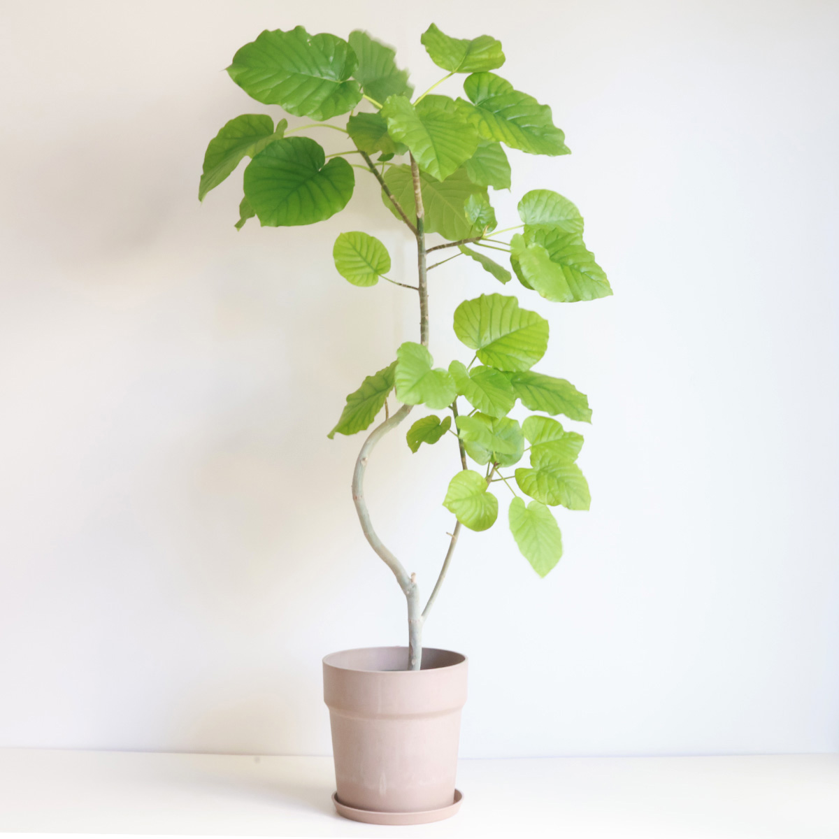 ウンベラータの花言葉に怖い噂？すこやかや永久の幸せの由来と風水