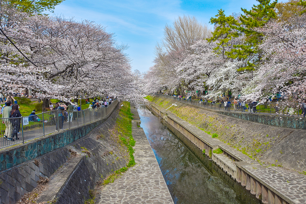 【2026年現地ルポ】都市の「水害対策」と「緑の再生」は両立できるか？ 杉並・善福寺川が魅せる新しい防災と憩いのカタチ