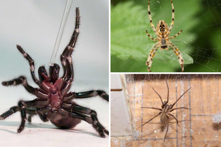 Spiders in Uk That Can Bite