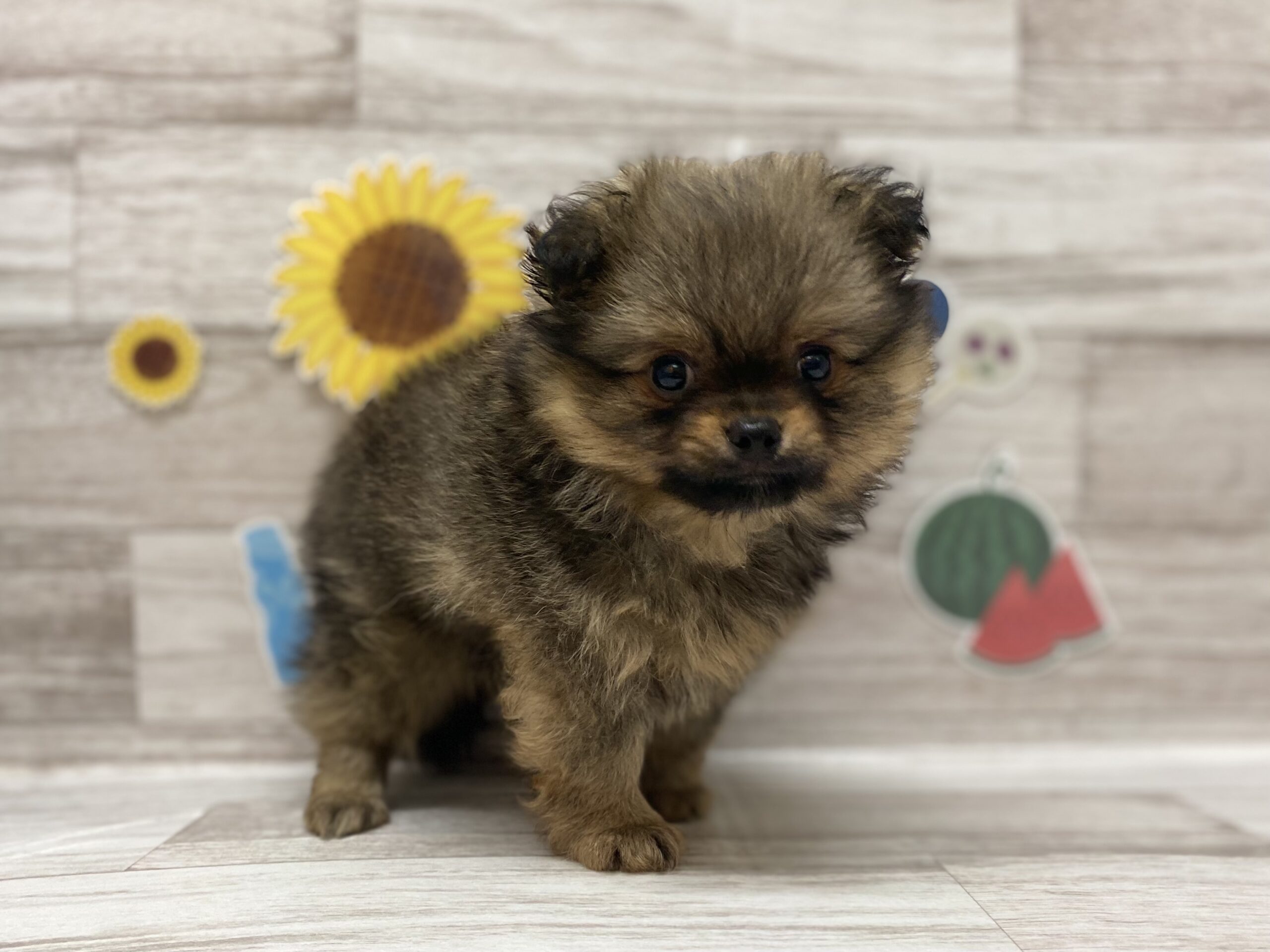 ポメチワ成犬の真実と飼育の盲点！後悔の噂や性格・寿命を徹底検証