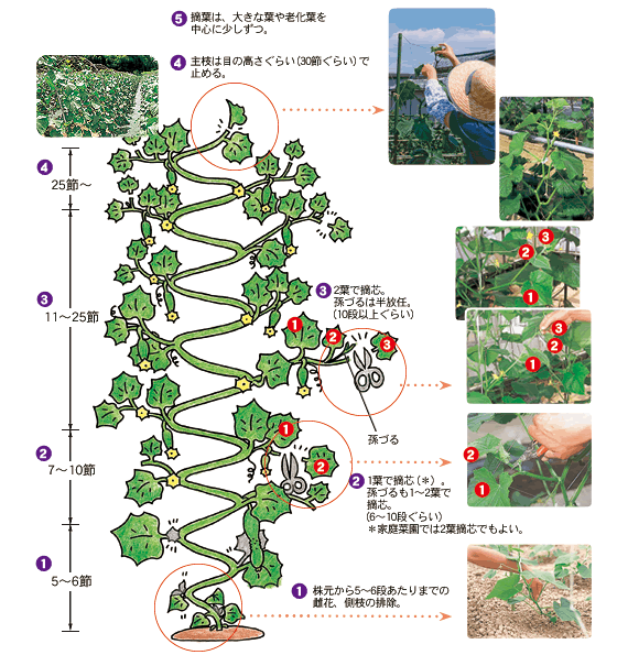 きゅうり栽培の収穫量を激変させる！摘芯と整枝のプロの黄金法則