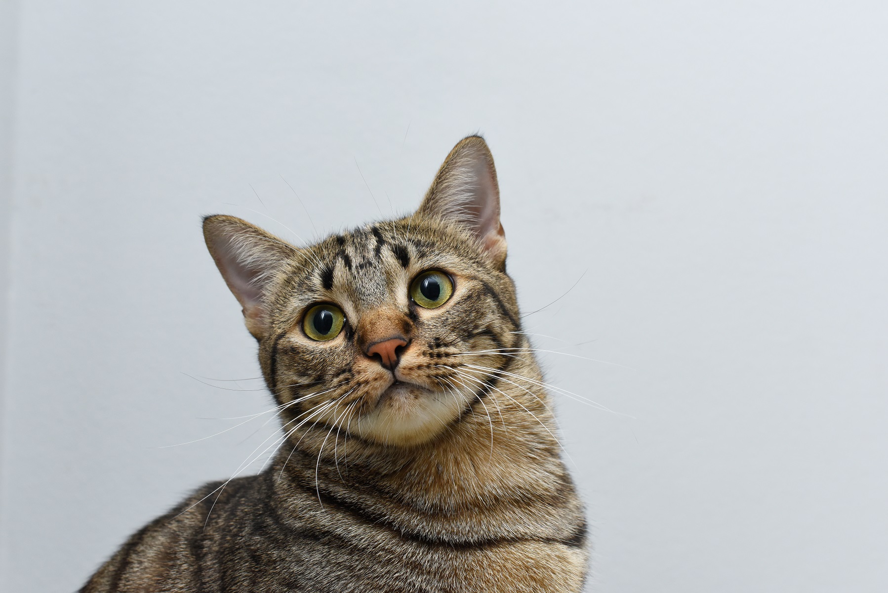 キジトラ猫の性格とルーツの真実！サバトラとの違いや飼い方を徹底解説