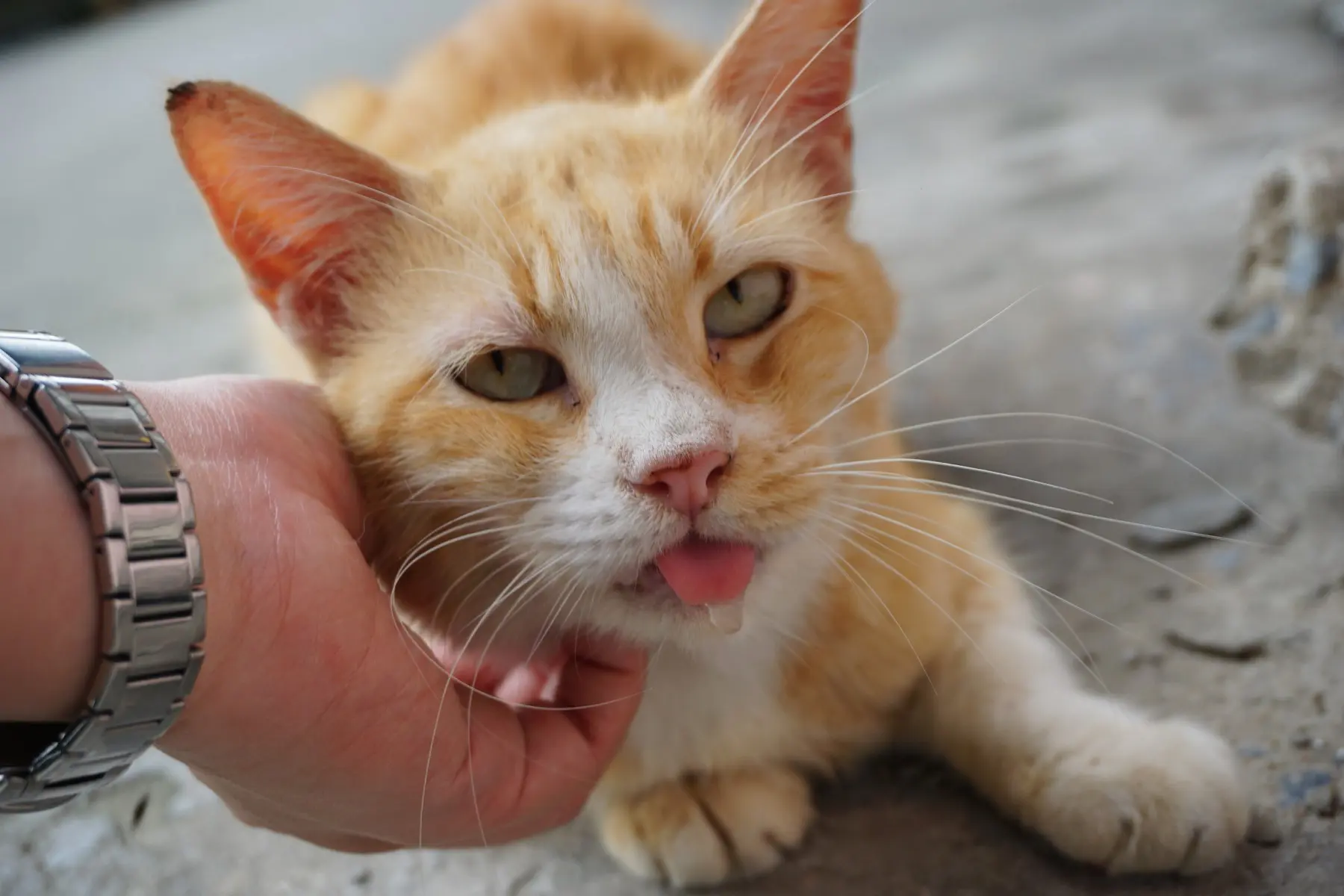 猫がよだれを垂らす決定的な理由とは？危険な病気サインと受診目安を解説