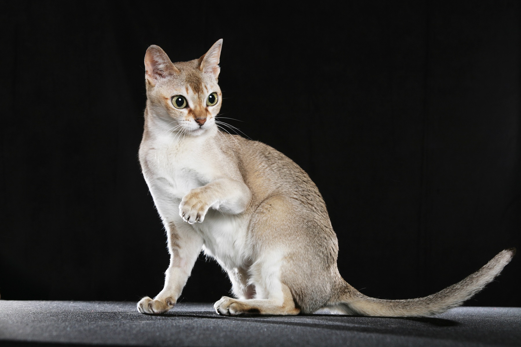 世界一小さい猫の真実とは？歴代ギネス記録と飼える最小種を徹底検証