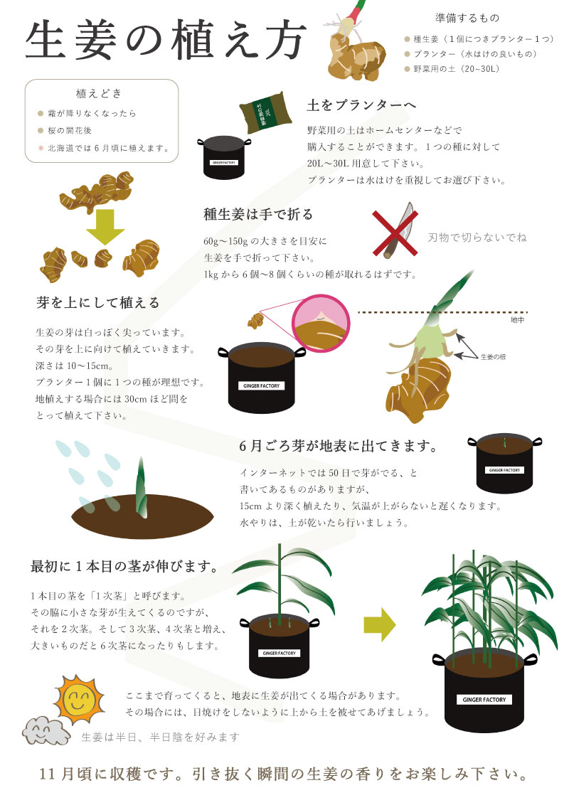 生姜の植えっぱなし栽培は可能？翌年腐る原因と失敗防ぐ越冬の真相