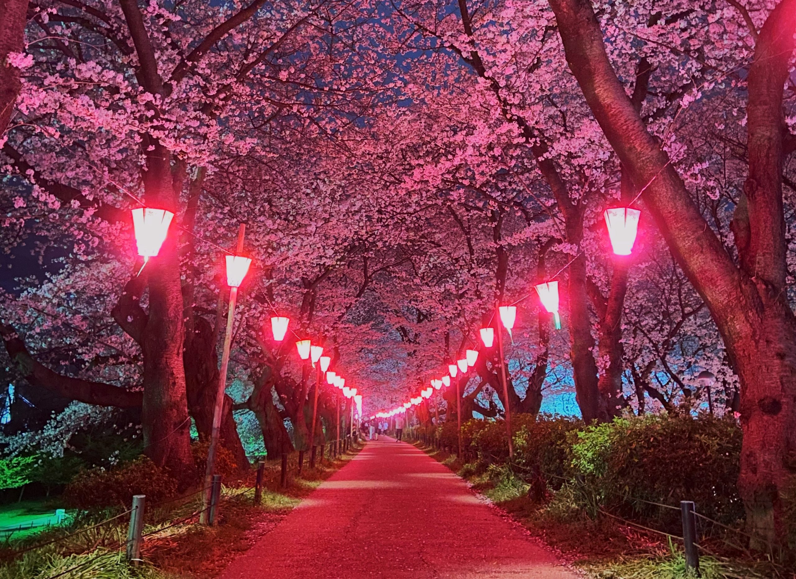 権現堂公園の桜まつり2026最新開花情報！混雑回避と四季の魅力解説