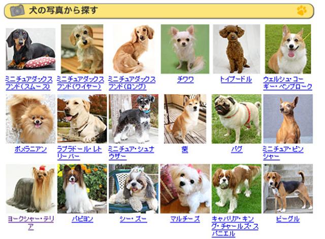 愛犬のしこりは癌かイボか？皮膚がん画像と見分け方を獣医知見で徹底検証【2026年最新】