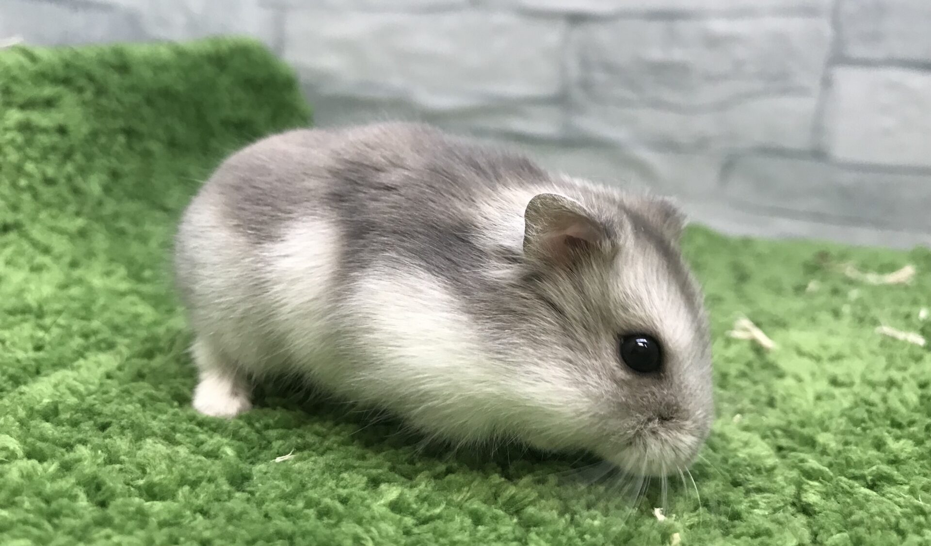 ブルーサファイアハムスターはなつく？寿命・性格の真相と飼育完全ガイド