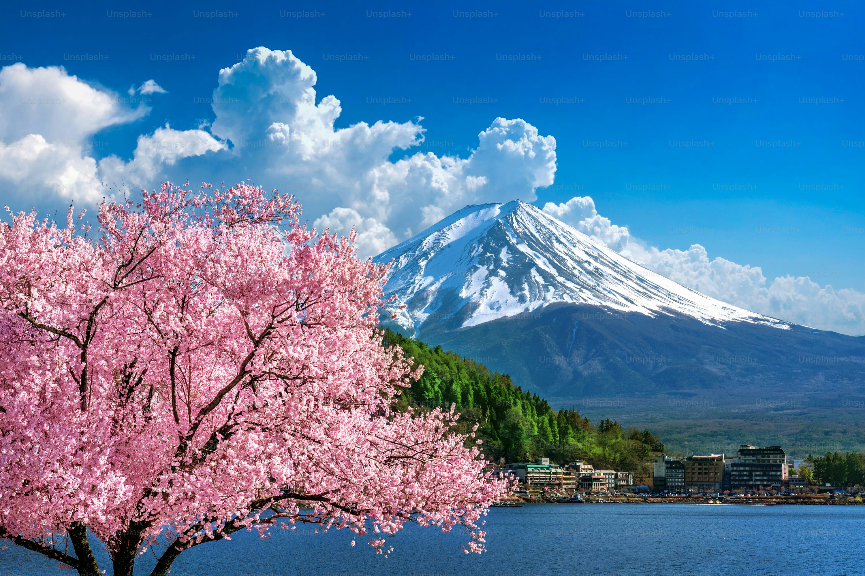 2026年「桜前線」の異変と分散型観光：激変する春の行楽潮流と賢い旅の選び方