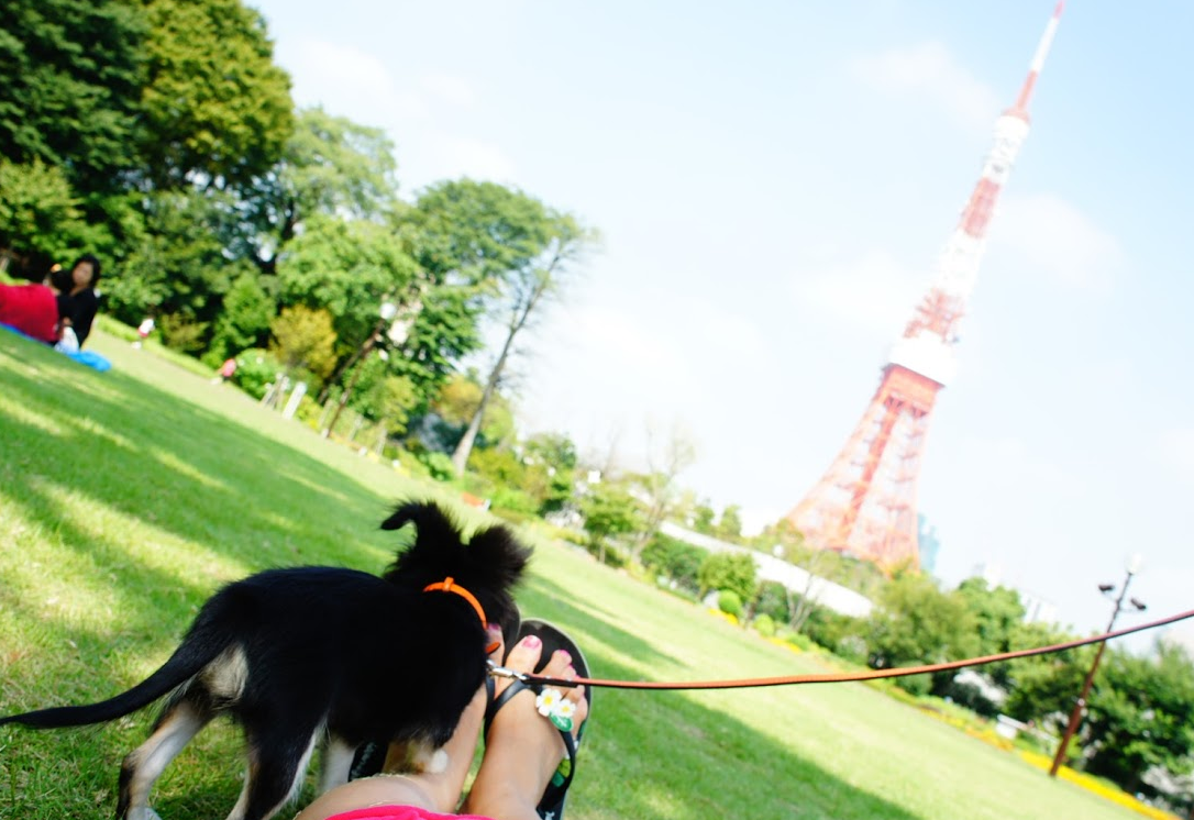 愛犬との公園散歩を最高体験へ！獣医師が明かすトラブル回避の秘密