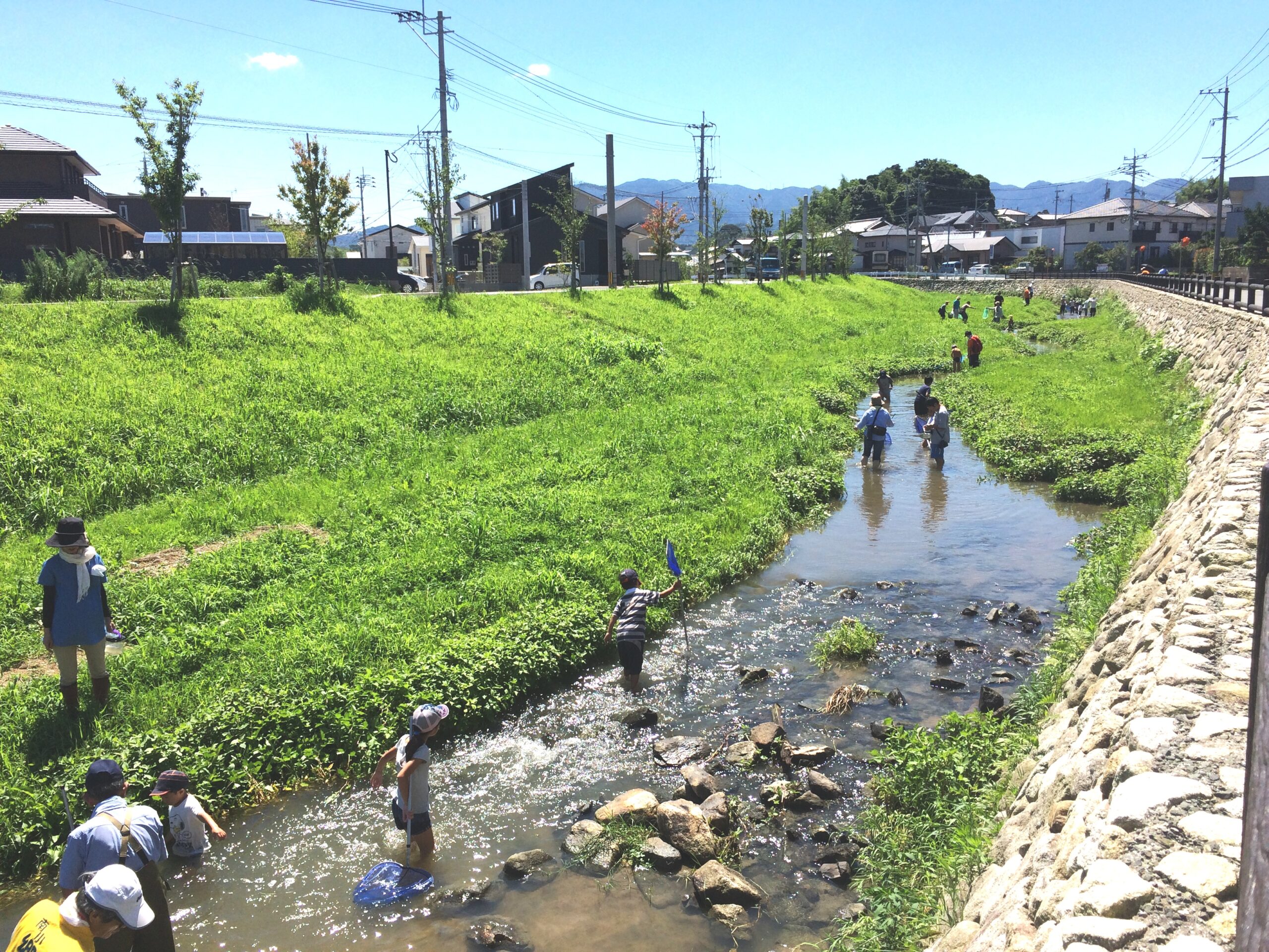 西郷川が今なぜ話題？河口公園の河津桜と現在の状況を徹底解剖【2026】