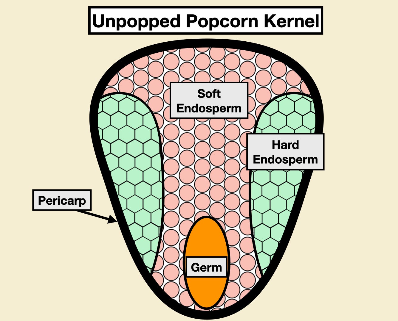 How Is a Popcorn Kernel Made