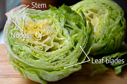 Parts of a Lettuce