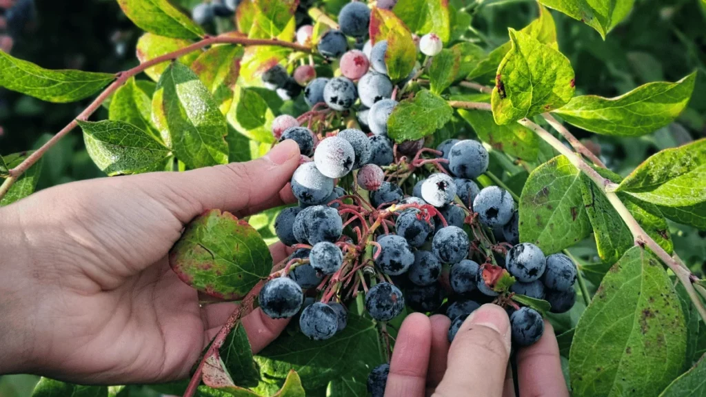 Do Blueberries Need to Be Organic