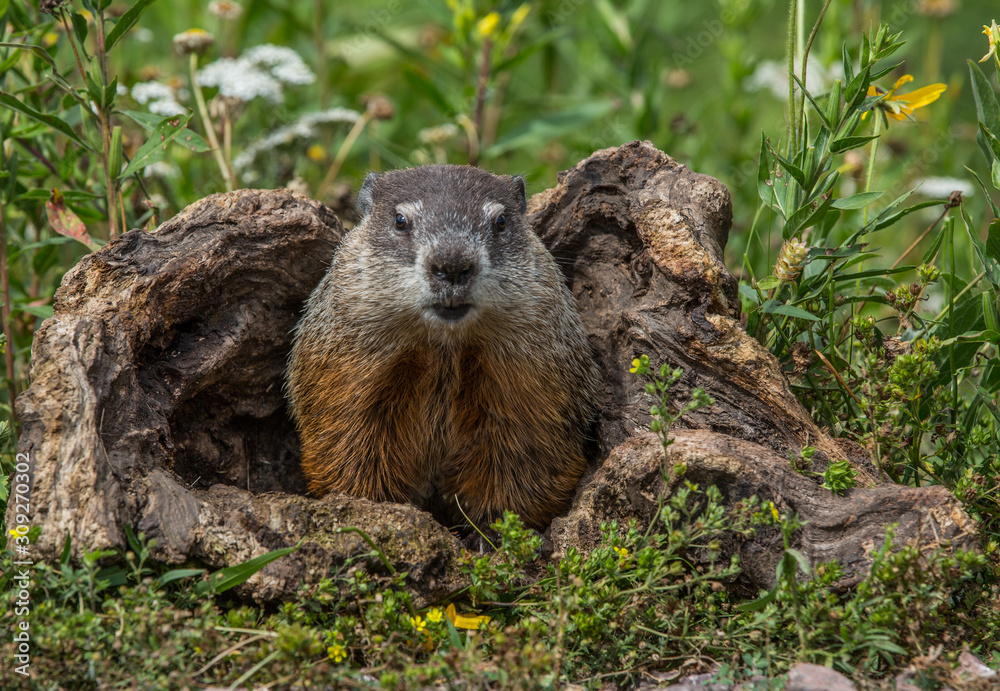 Woodchuck Chucking Wood