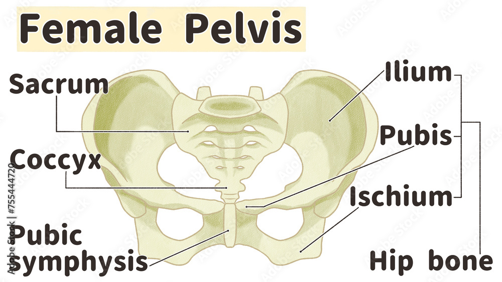 Hip Bone Anatomy Female