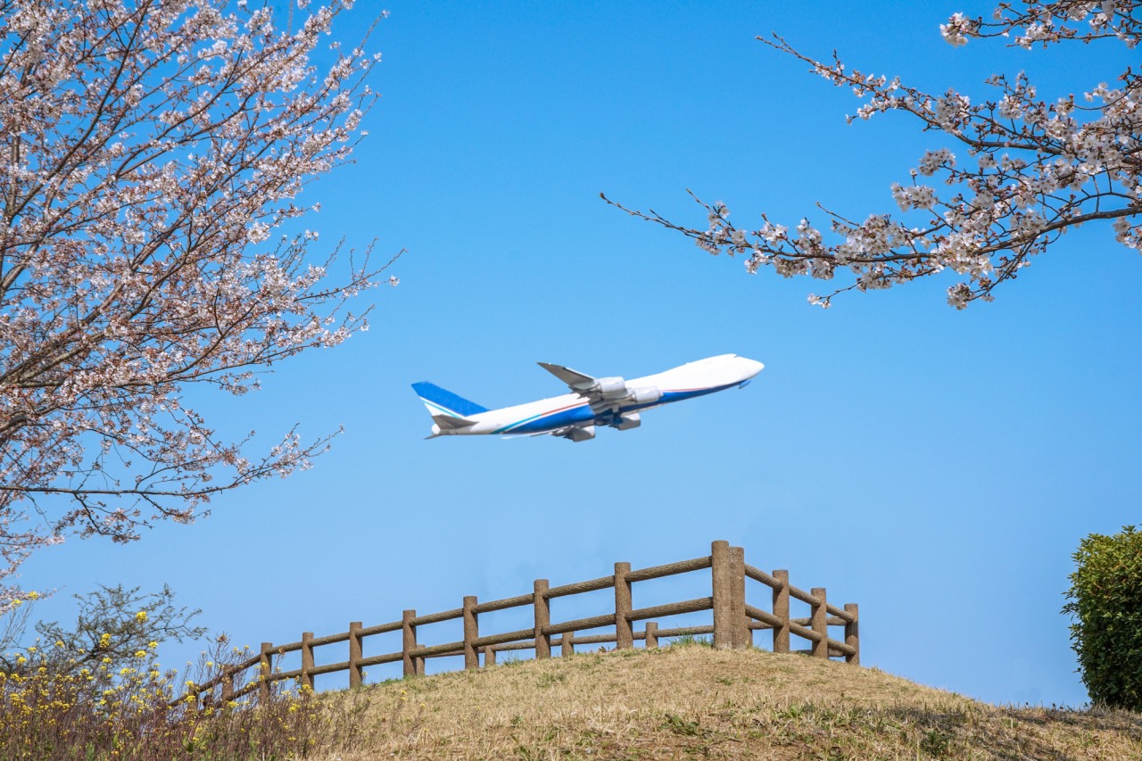 成田市さくらの山公園完全ガイド｜飛行機絶景・桜見頃・混雑回避術
