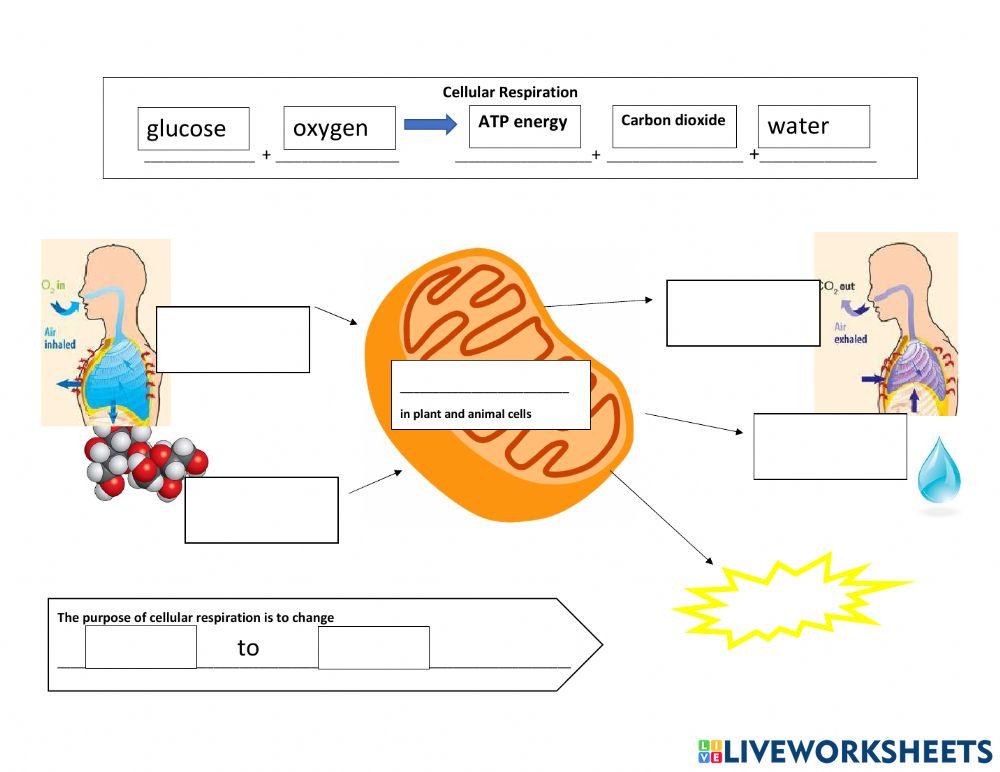 Cellular Respiration Cut out Activity Answers