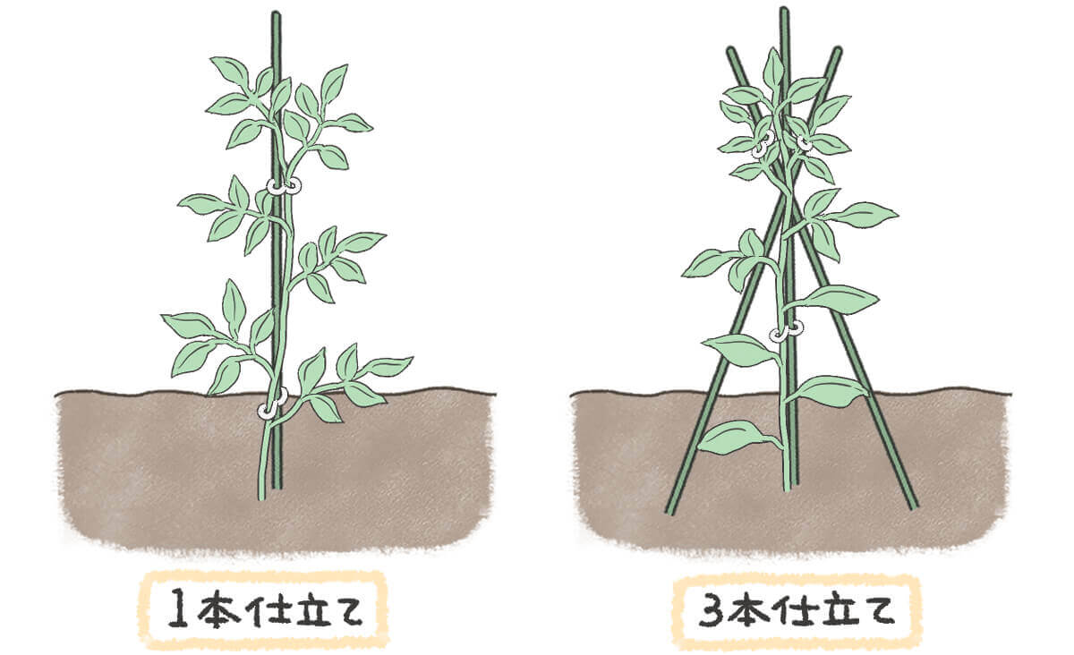 トマトの支柱の立て方完全ガイド！強風で倒れないプロの固定術と選び方