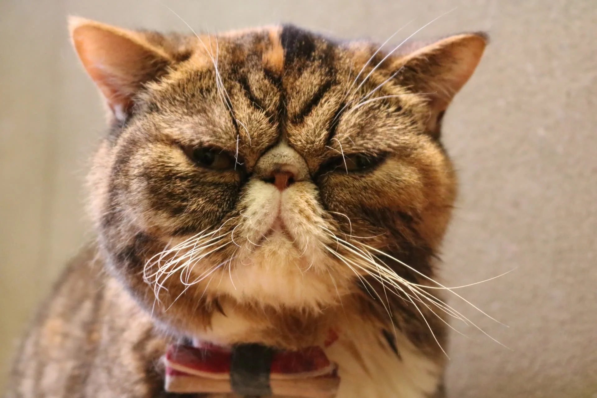 なぜぶさかわ猫に沼るのか？愛される理由と人気猫種を徹底解剖