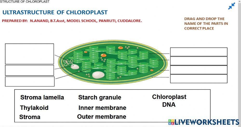 The Structure of the Chloroplast Coloring Worksheet Answers