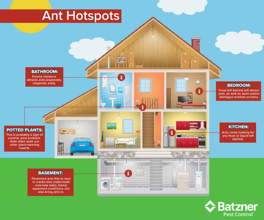 How Do Ants Get in the House