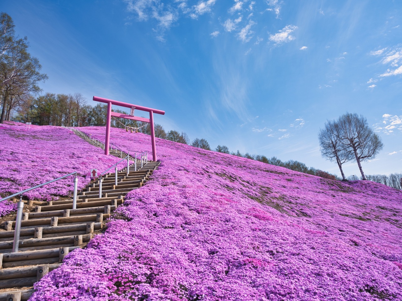 【2026最新】東藻琴の芝桜が見頃！一人で創った奇跡の絶景と攻略法