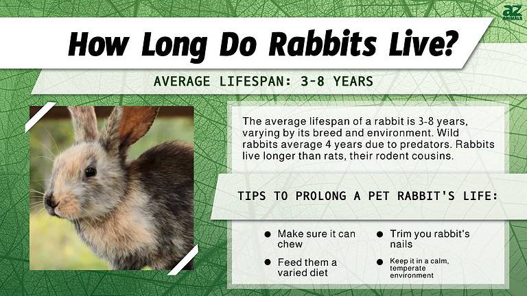 How Long Do Rabbits Live as a Pet