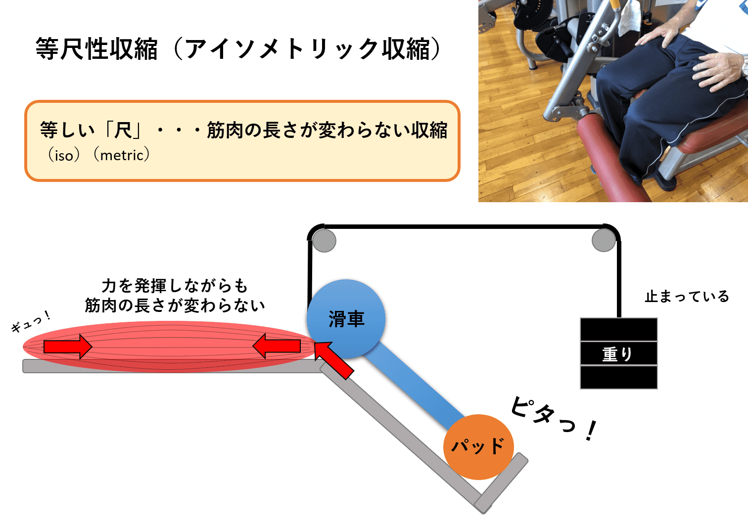 動かず血圧が下がる等尺性運動の威力！2026年最新の実践法と注意点