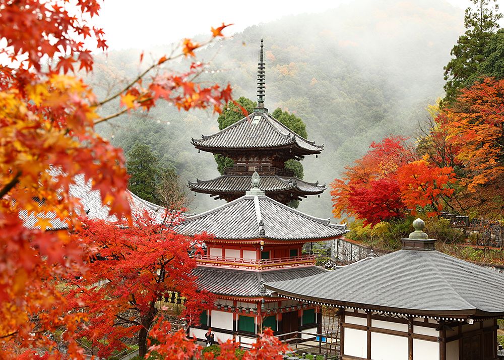大仏を包む紅雲の絶景！奈良・壺阪寺の紅葉見頃と穴場ルート攻略