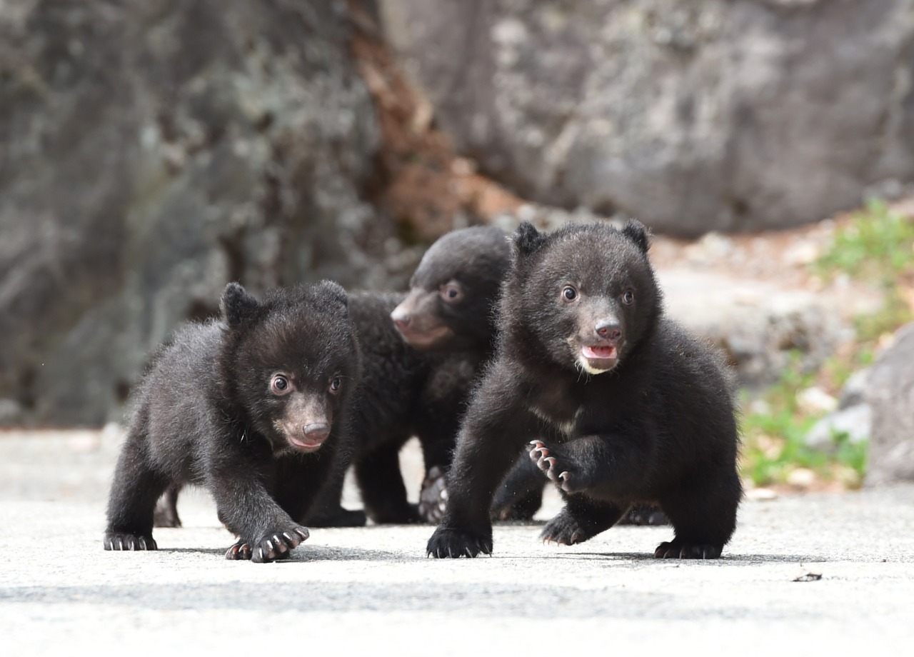 奥飛騨クマ牧場は本当に楽しい？こぐま抱っこと評判の真相【2026】
