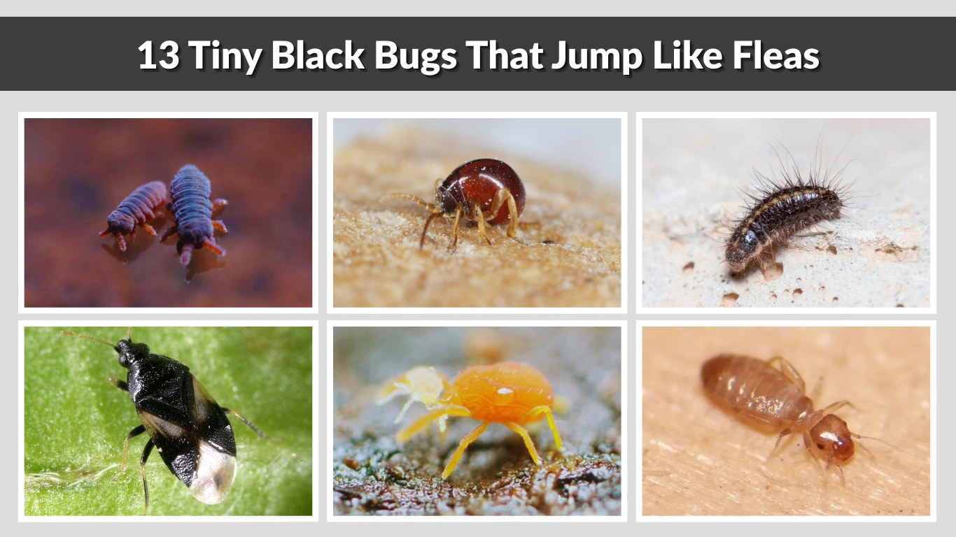 Tiny Black Bugs That Jump Like Fleas