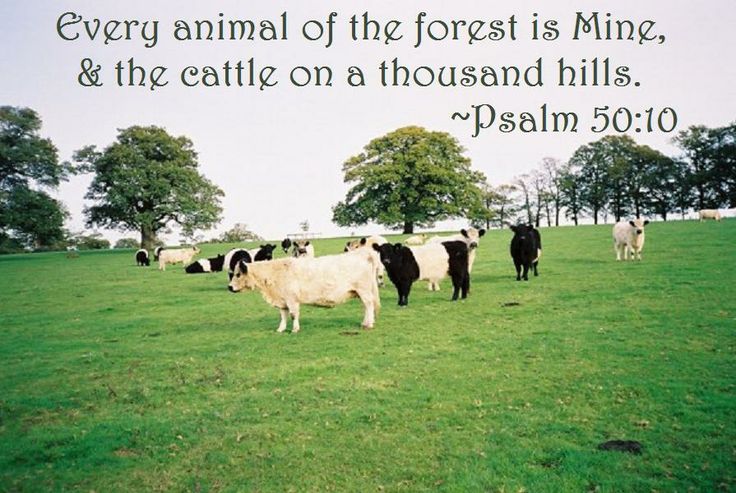Cattle on a Thousand Hills Meaning