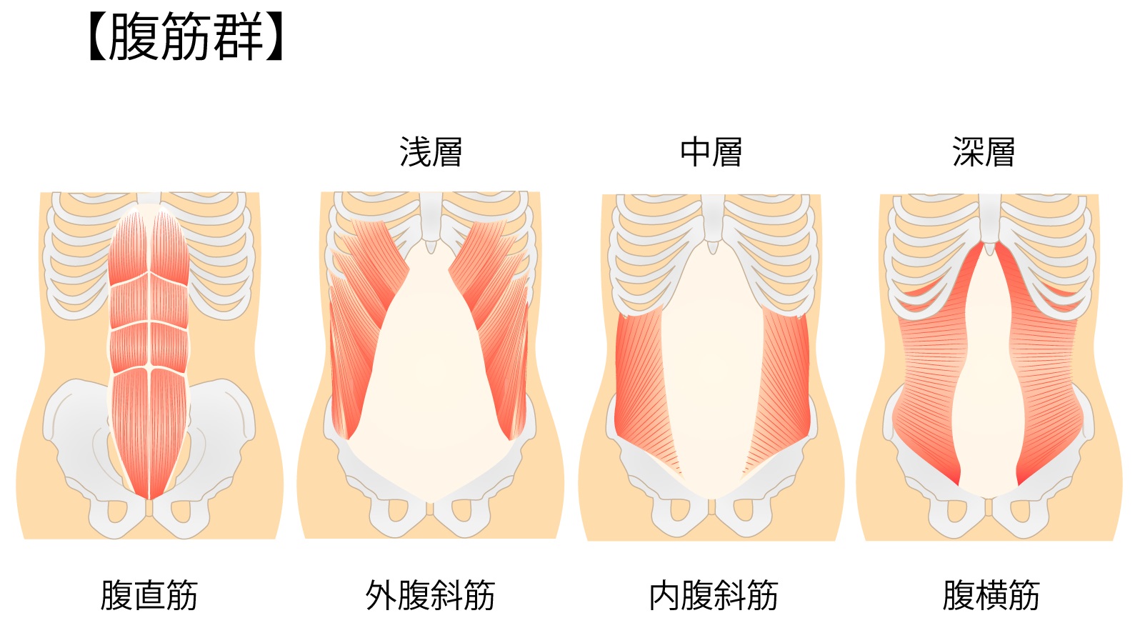 腹直筋が割れない落とし穴とは？最短で絞る最新メソッド徹底解剖