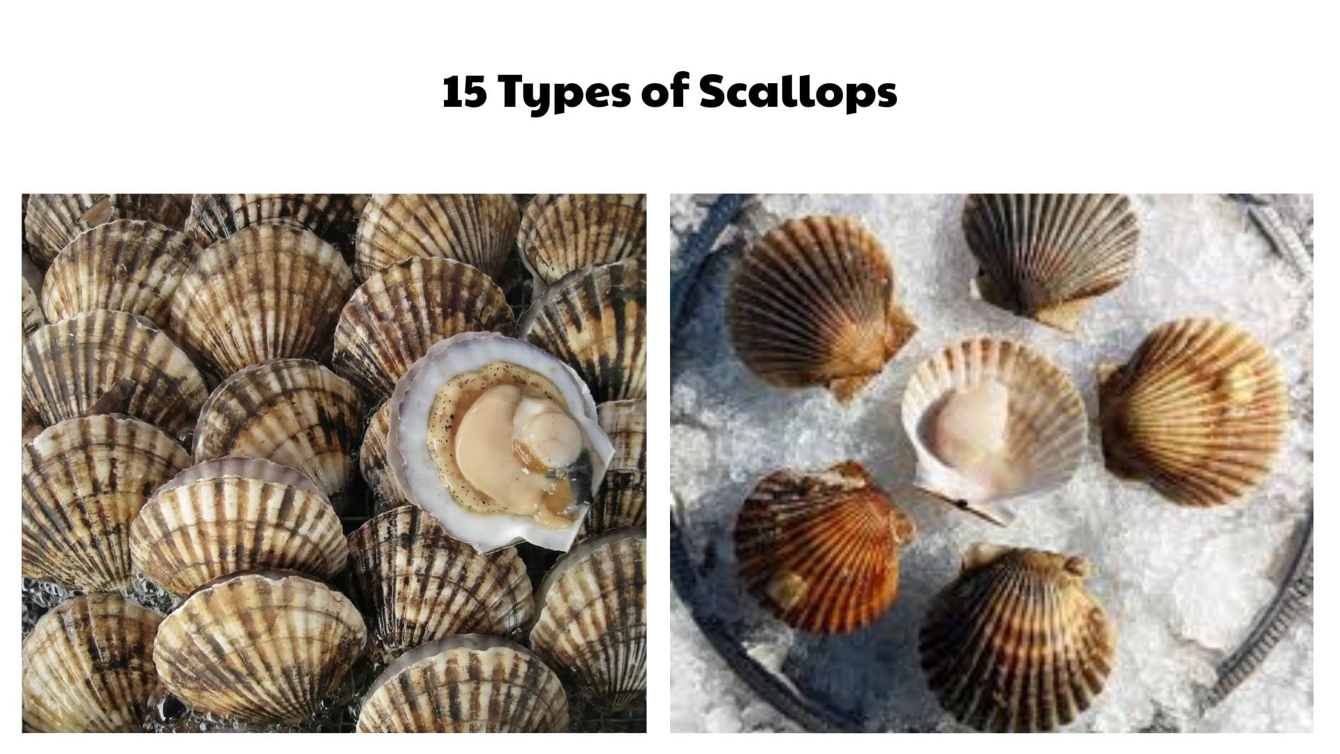 Different Kinds of Scallops