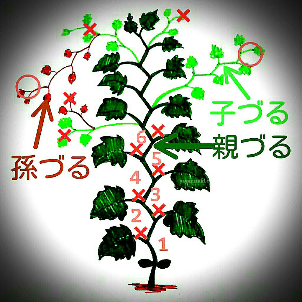 きゅうりの育て方と摘芯の極意｜収穫量を劇的に増やす2026年整枝術