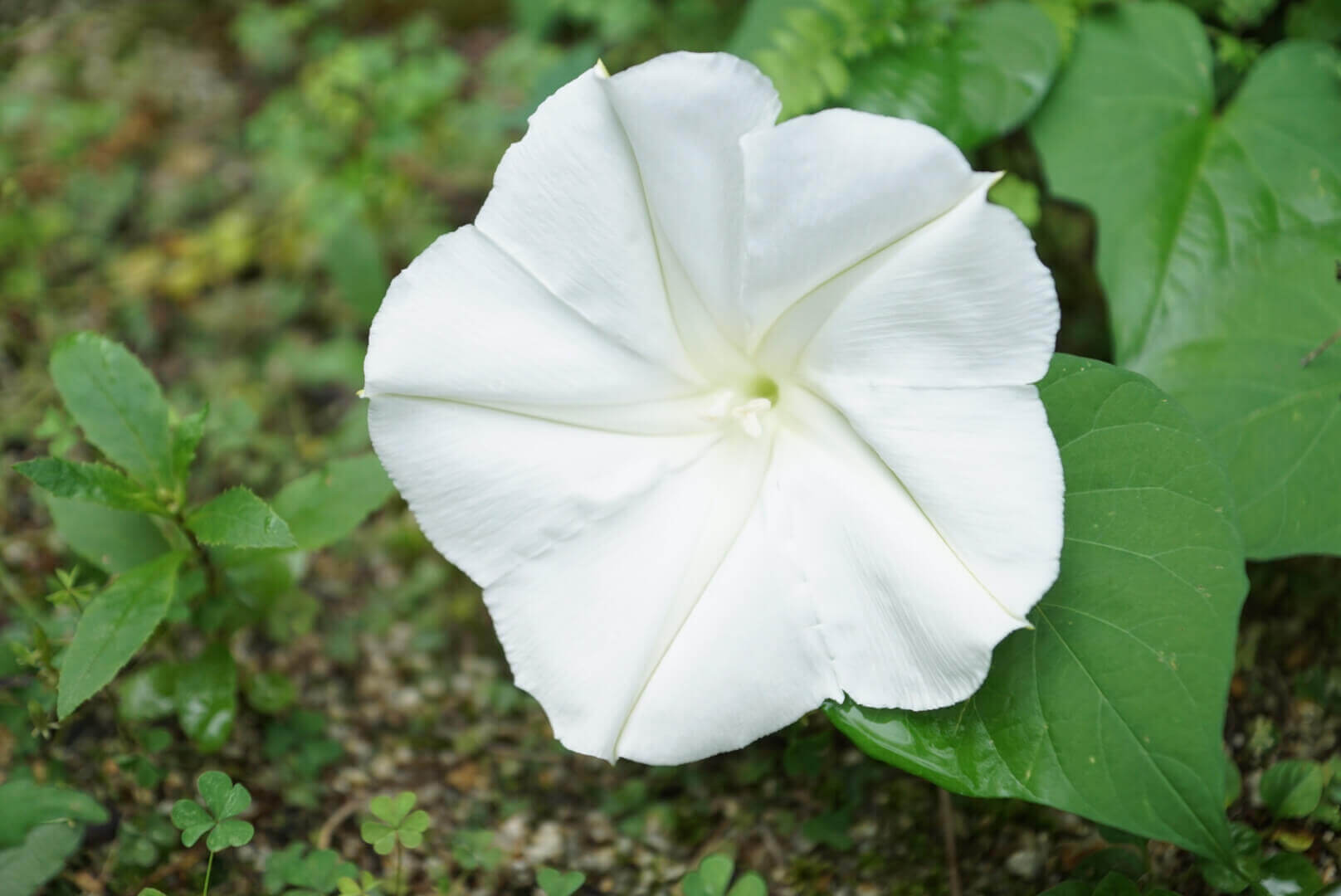 夜顔の花言葉に潜む「妖艶」な真実！怖すぎる裏の意味と深層心理