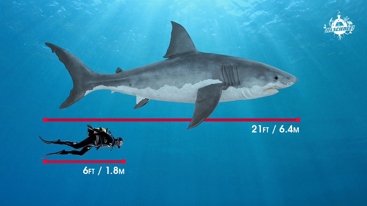 How Big Is a Great White Shark