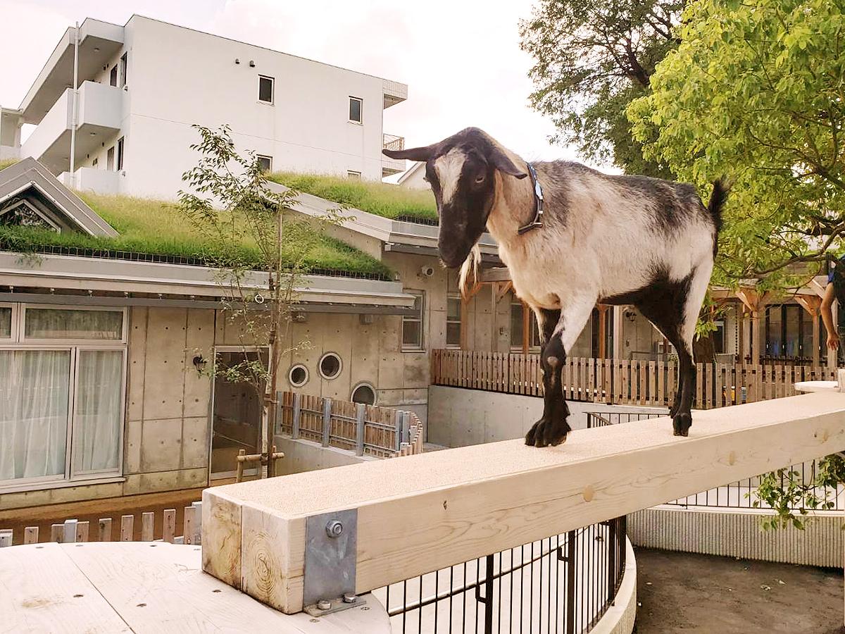 板橋こども動物園の真実！無料の理由と混雑回避の裏ワザ徹底解説