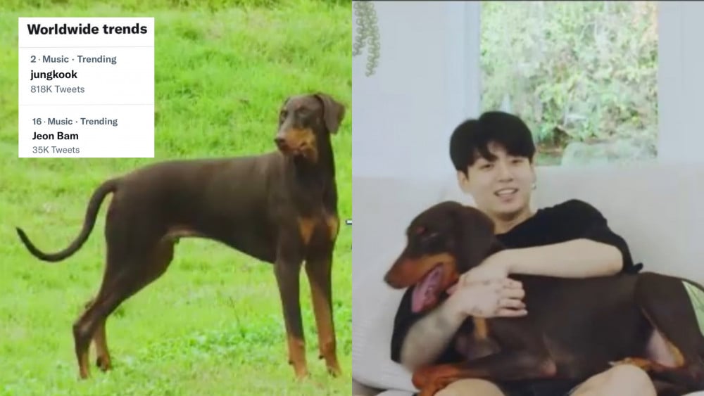 What Breed Is Jungkooks Dog