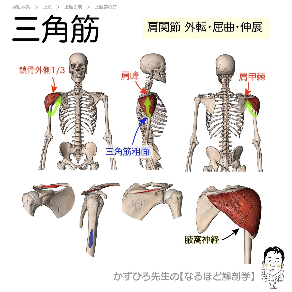 なぜ筋肉の起始停止で挫折するのか？暗記から脱却する法則と一覧表