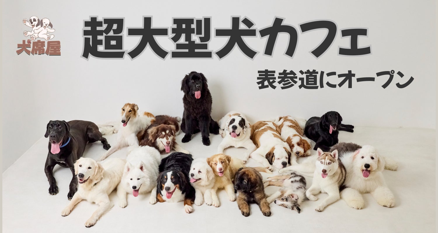 東京の犬カフェ最新ガイド！触れ合い穴場と愛犬同伴の名店を徹底調査