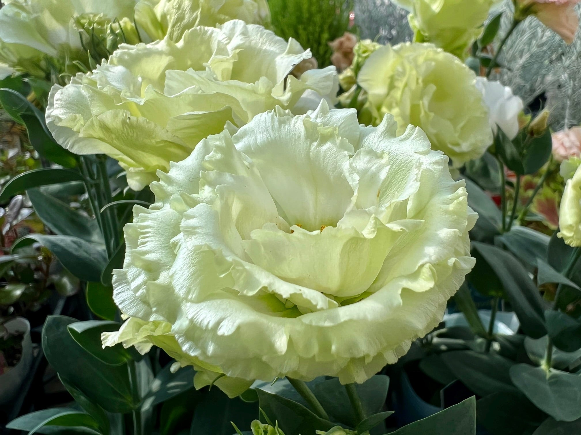 トルコキキョウの花言葉に怖い意味はある？色別一覧とギフトの真相検証