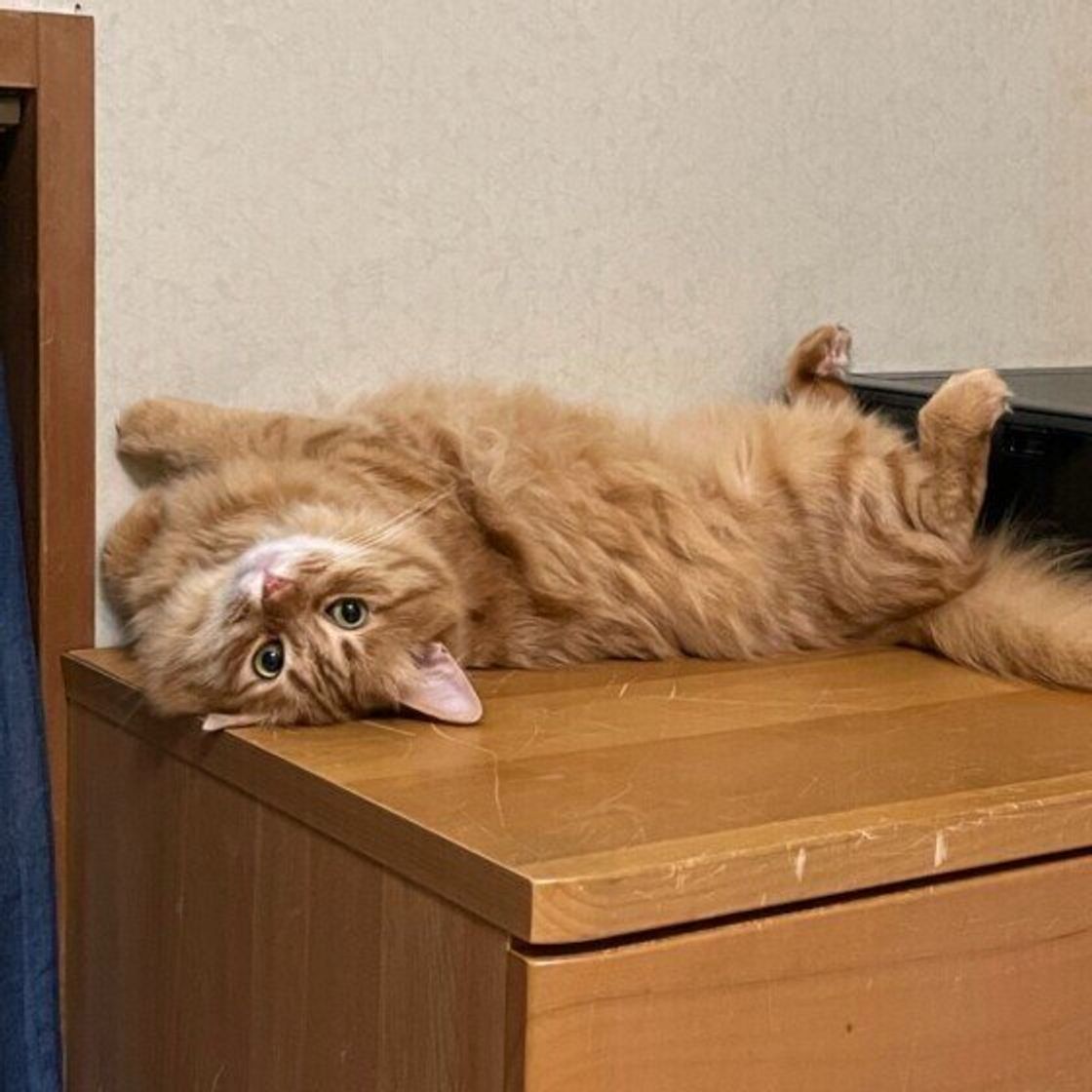 猫を飼うんじゃなかった…後悔の真相と育猫ノイローゼ脱出の処方箋