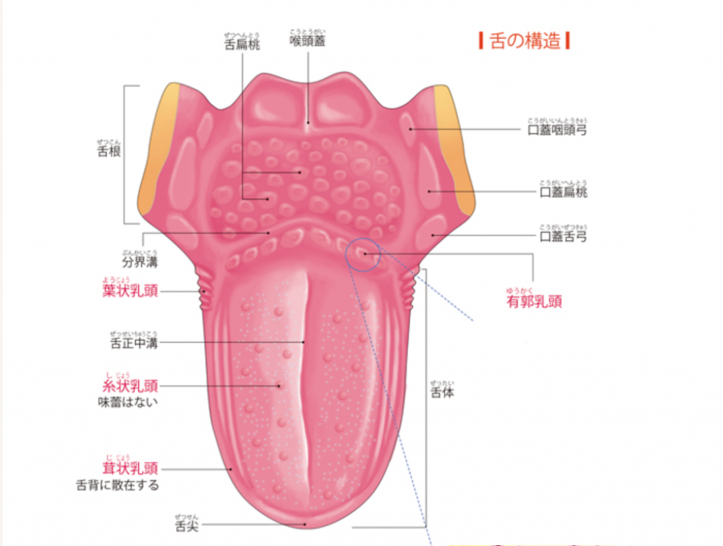 「舌先＝甘味」は嘘？昔習った味覚マップの真相と味を感じる新常識